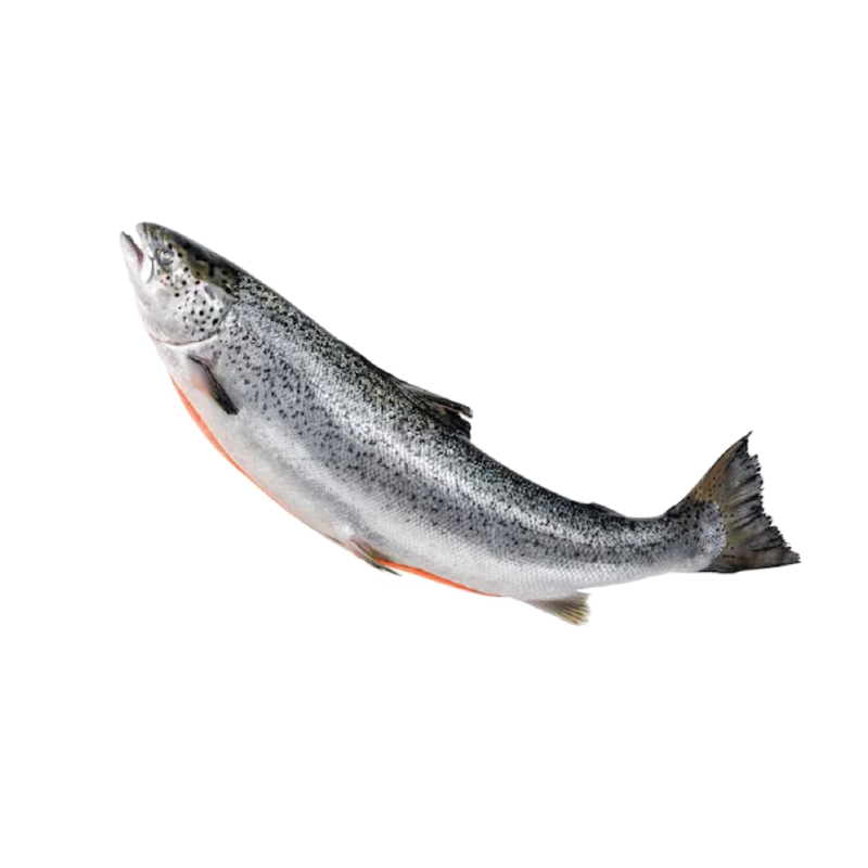 Salmão Inteiro
